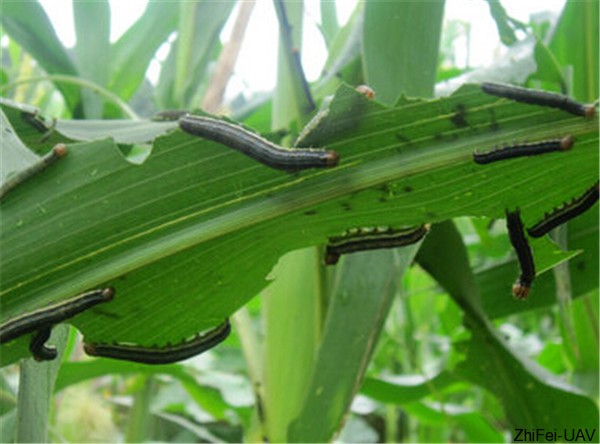 1500276129125073.jpg 二代粘蟲(chóng).jpg